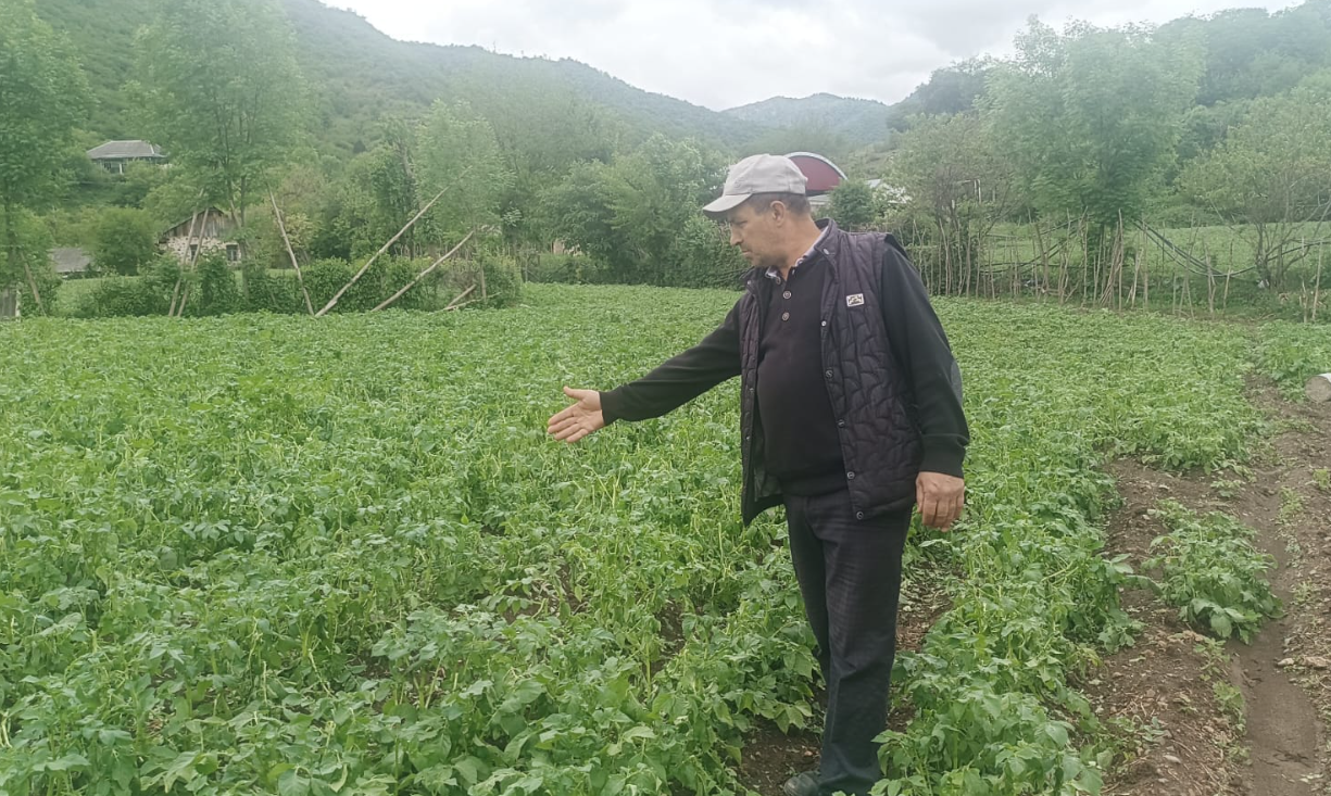 Tovuza güclü yağışdan sonra dolu düşüb - FOTOLAR